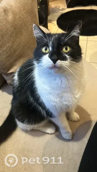 Saphir, chat perdu à Éragny – Aidez-nous - photo