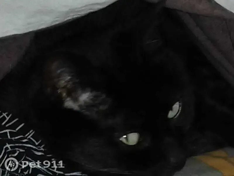 Chatte noire perdue, 16 ans, Rezé - photo