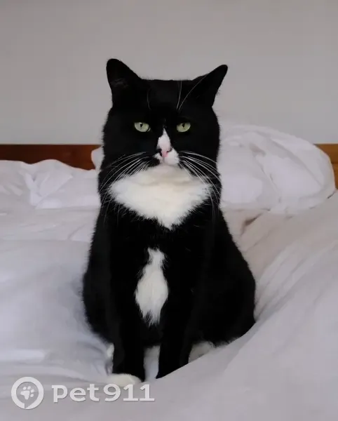 Chat perdu à Saint-Évarzec : noir et blanc - photo