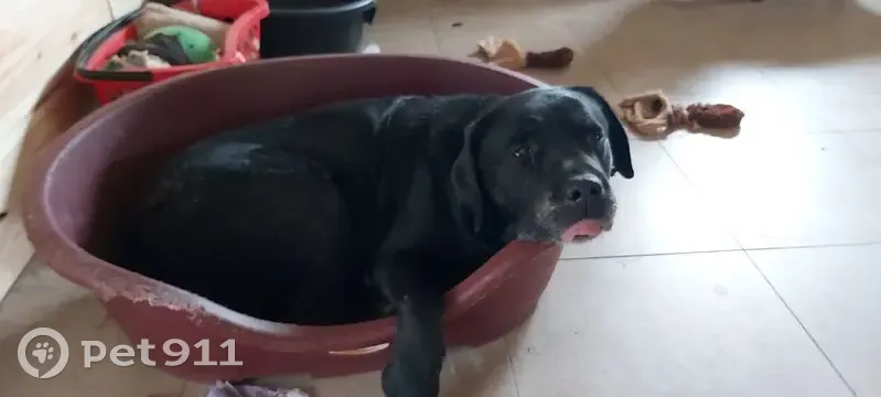 Chien âgé perdu à Traenheim - photo