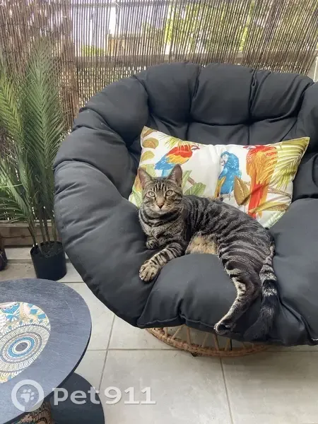 Chat gris rayé perdu à Balma - photo