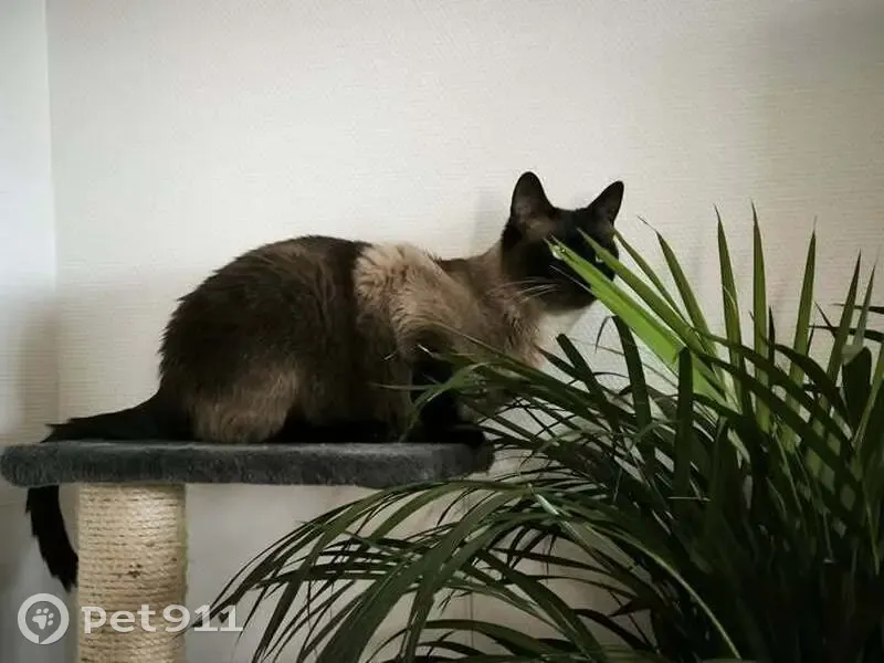 Chat perdu : siamois foncé, yeux bleus, Lanester - photo