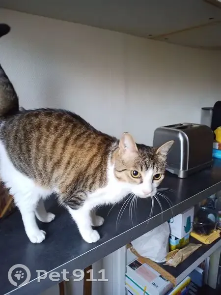 Chatte tigrée-blanche trouvée à Denfert - photo