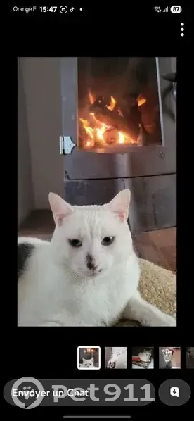 Chat perdu : Bouli aperçu au Crétinier - photo