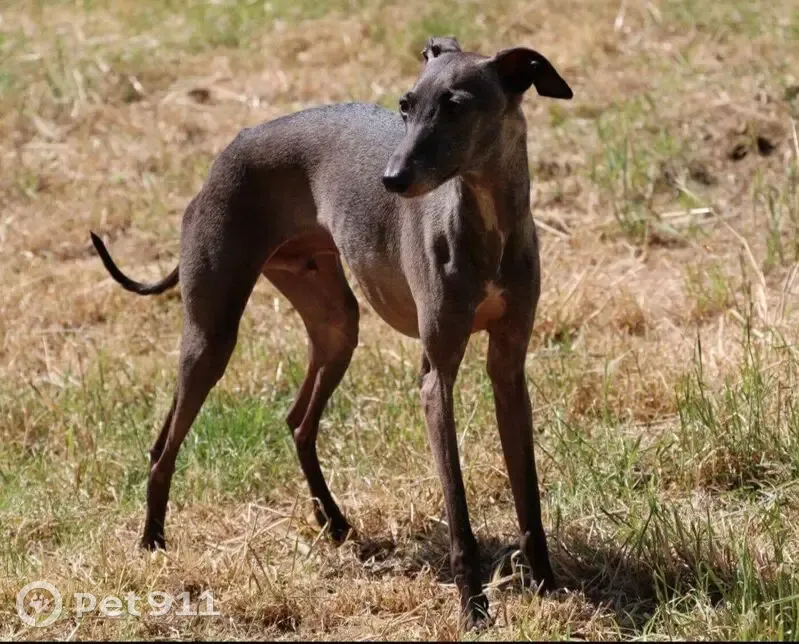 Chien perdu 13 ans noir/gris à Saint-Ciers - photo