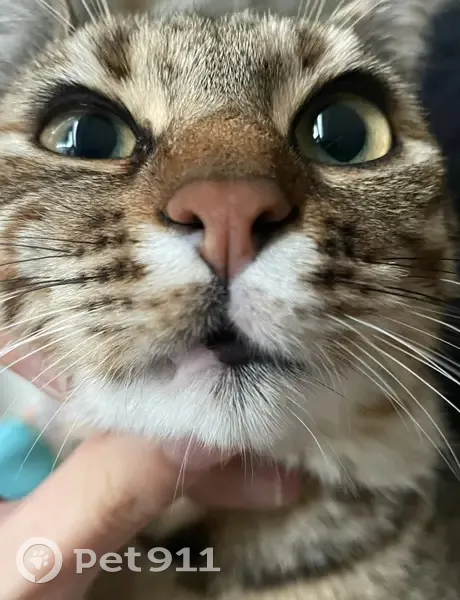 Chatte perdue à Lille Fives - Kestané - photo