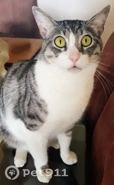 Chat perdu à Serris : Fidel, blanc et gris - photo