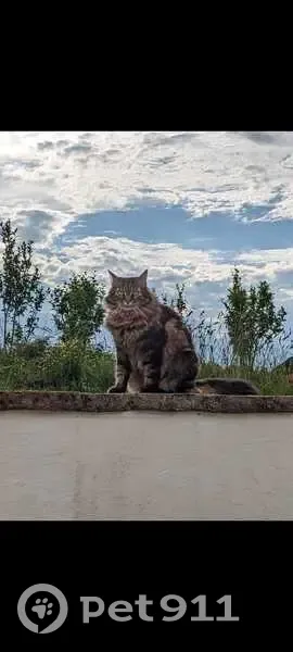Chatte tigrée perdue à Saint-Clar - photo