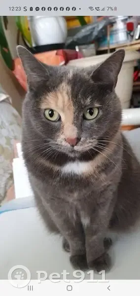 Chatte grise perdue à Vitry-sur-Seine - photo