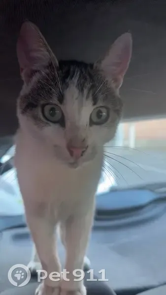 Chat gris-blanc tigré trouvé à Roubaix - photo