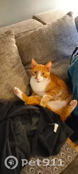 Chat tigré roux perdu à Lille - photo