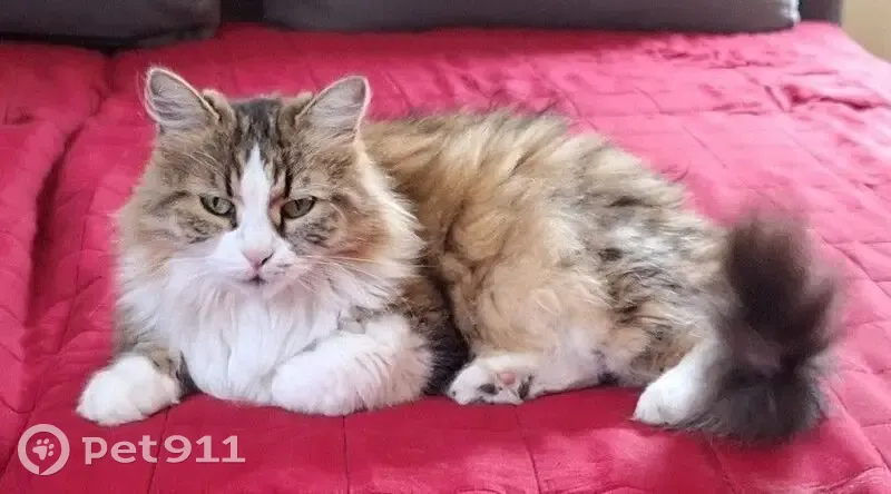 Chatte Juliette perdue à Chaponost - photo