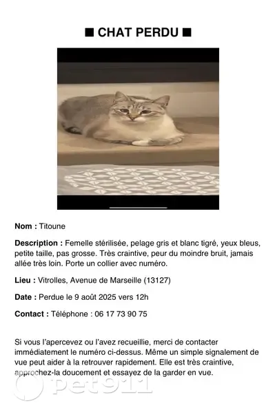 Chatte perdue grise, collier rose, Vitrolles - photo