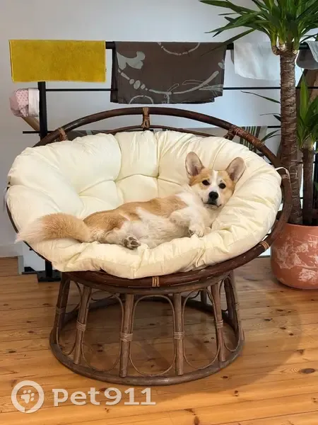 Corgi perdu à Bauduen, collier bleu - photo