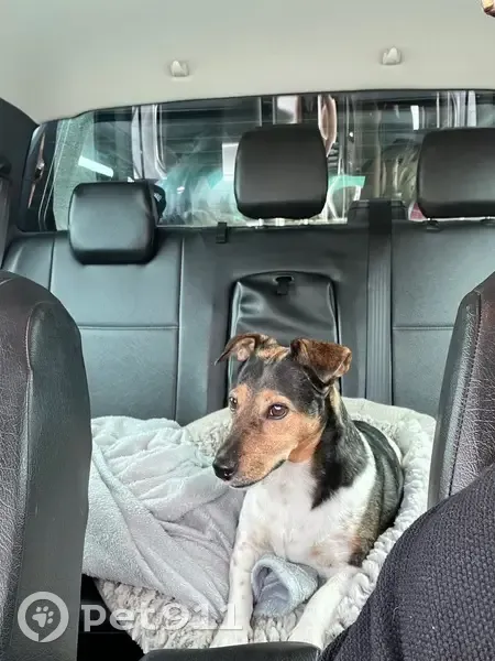 Chien perdu à Rougé : Nova pucée/stérilisée - photo