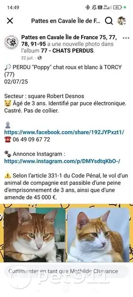 Chat roux 3 ans perdu à Torcy (77) - photo