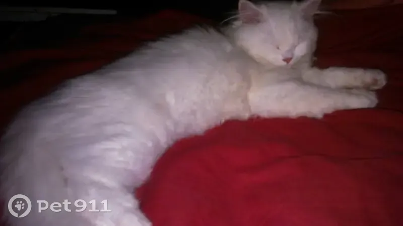 Chatte perdue, sociable, rue Sagnol - photo