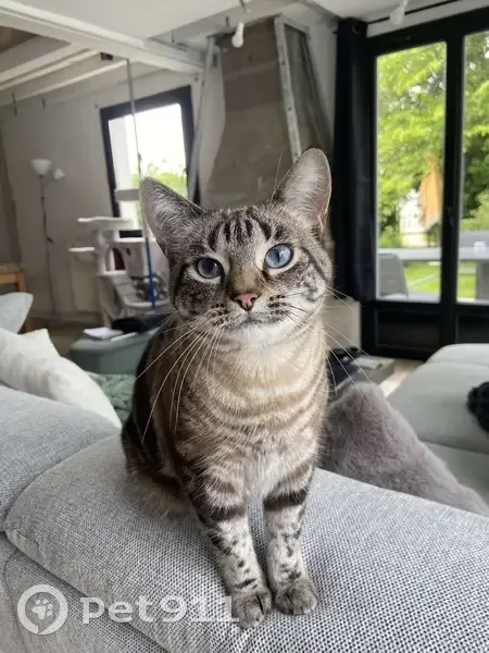 Chatte perdue, épileptique, urgente à Servon - photo