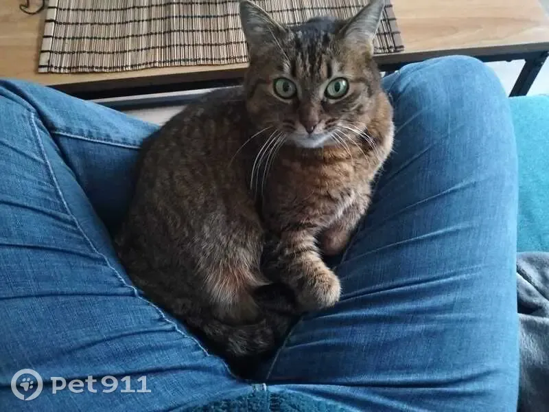 Chatte marron perdue à L'Île-d'Olonne - photo