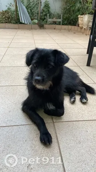 Cachorro encontrado - photo