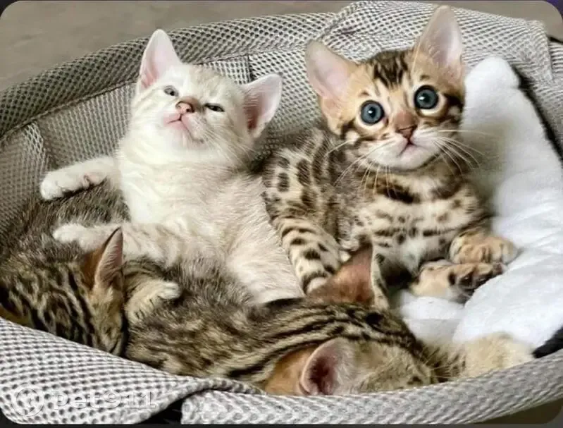 Chatons Bengal à donner, Paris - photo