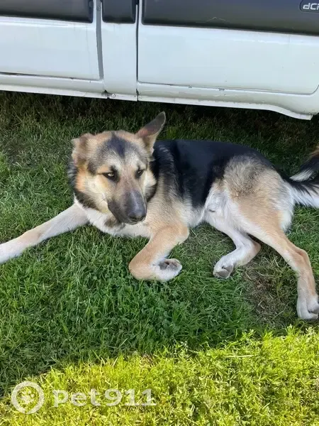 Chien noir et beige perdu à Fréjus - photo