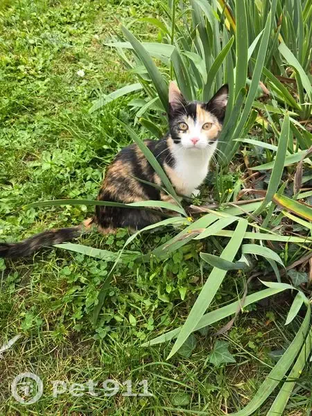 Chat perdue Zita, écaille, Rue Pasteur 77 - photo