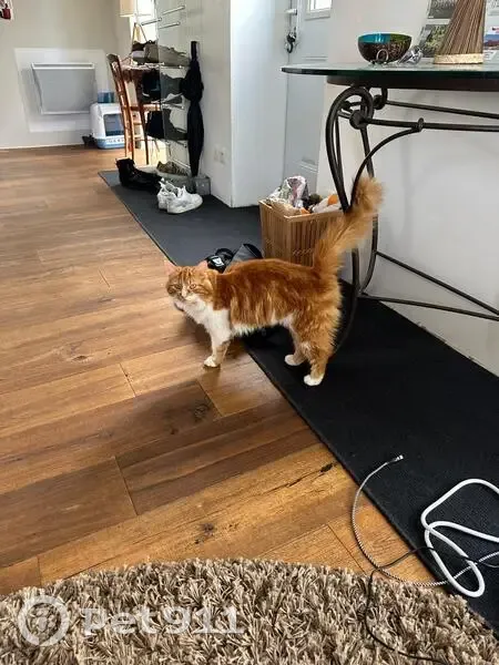 Chat roux et blanc perdu à Lempdes - photo
