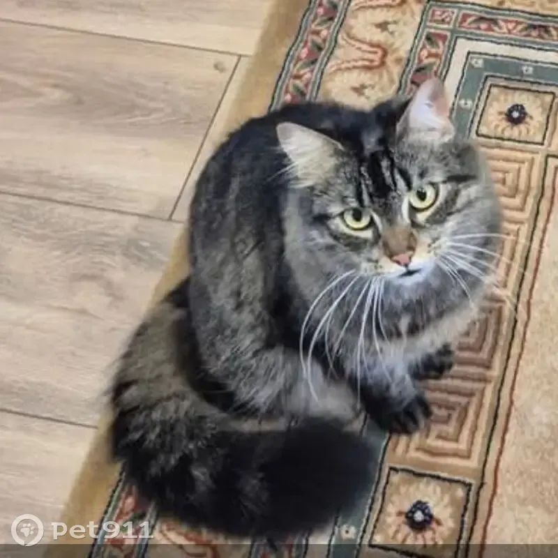 Chat perdu, tigré foncé, Vertou - photo