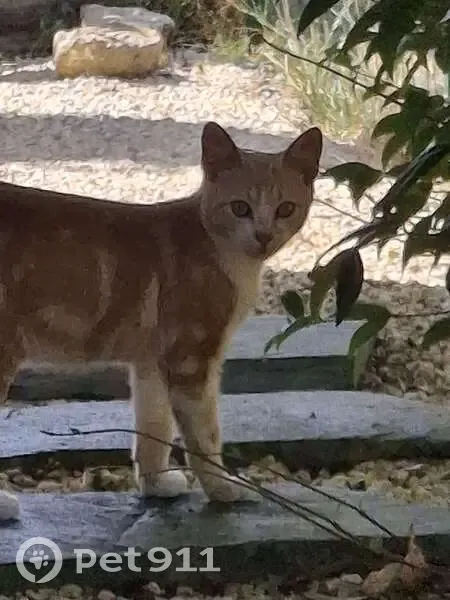 Chaton sociable et câlin trouvé à Cabanac - photo