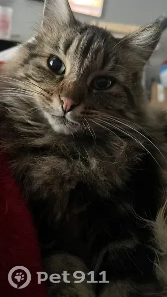 Chat perdu à Carros : Ponyo, craintif - photo