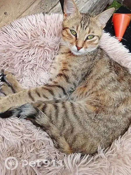 Chatte tigrée perdue à Roubaix - photo