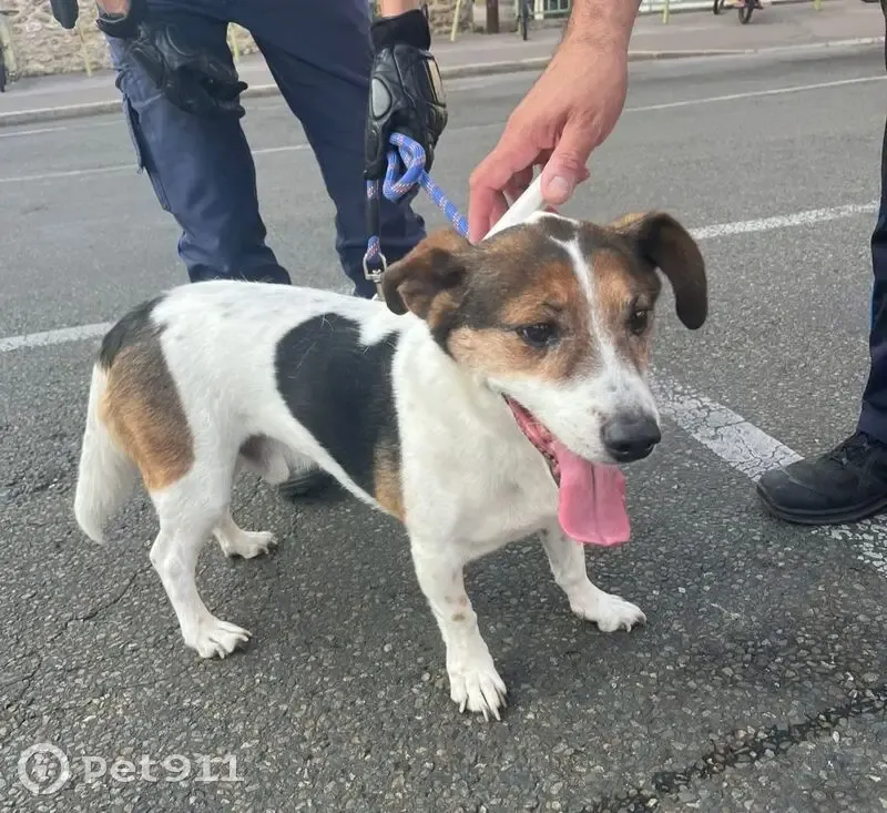 Jack Russel trouvé ligne L, remis à la police - photo