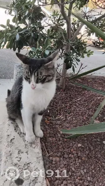 Chat errant nourri depuis 2 semaines - photo
