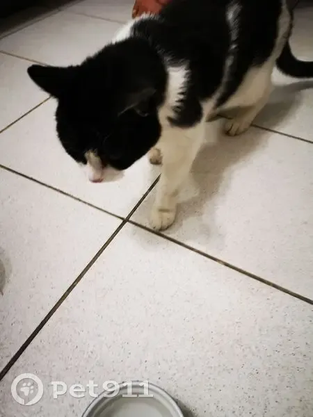 Chat noir et blanc trouvé, malvoyant, Massieux - photo