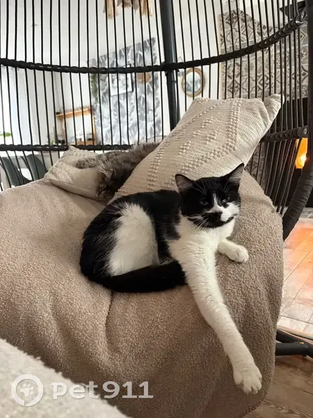 Chatte perdue, noire/blanche, Péronne - photo