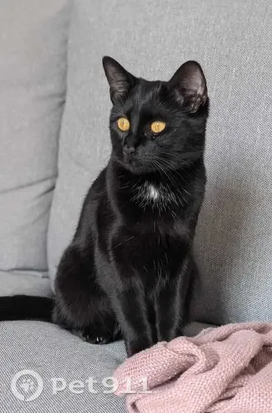 Chatte noire perdue, Rue Mac Mahon, Rueil - photo