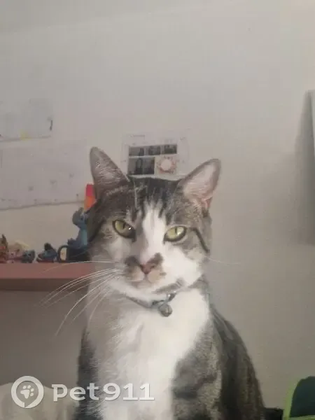Chat perdu Titi, pucé, peureux, Évry - photo