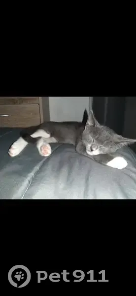 Chat perdu, câlin, Impasse de la Bastide - photo