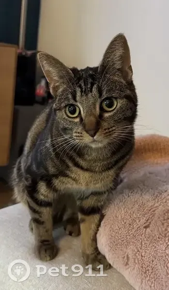 Chat perdue près de l'Avenue d'Iéna, Paris - photo