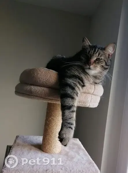 Chat perdu : Tilou, 5 ans, La Ferrière - photo