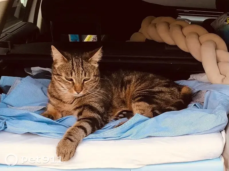 Chat tigré perdu, mâle castré, Allonnes - photo