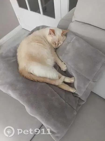Chat perdu Siamois croisé, Les Ulis - photo