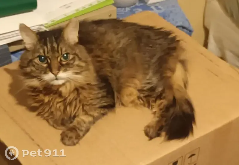 Chat européen 16 ans perdu à Aix-en-Provence - photo