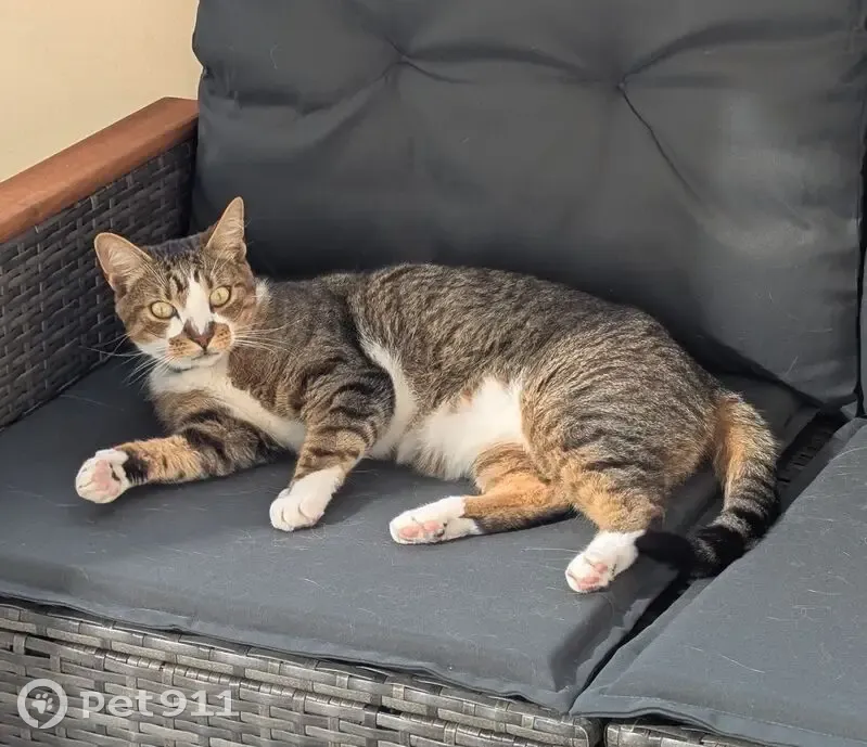 Chat tigré gris perdu à Metz - photo