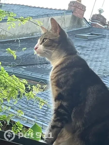 Petite chatte perdue à Rezé, rue Alsace - photo