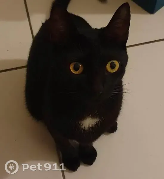 Chatte noire perdue, douce et craintive - photo