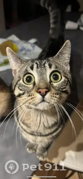 Chat perdu : Gris tigré, câlin, Le Pâtis aux Loups - photo