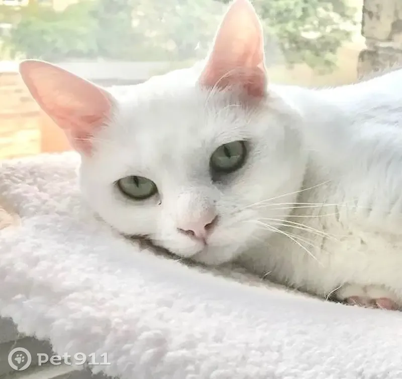 Chatte blanche perdue à Dunkerque - photo