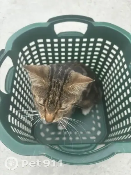 Chatte tigrée perdue au Havre - photo